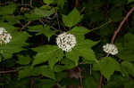 Mapleleaf viburnum